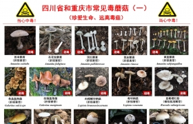 提醒 | 别采！别买！别吃！最新版川渝野生毒蘑菇图鉴来了