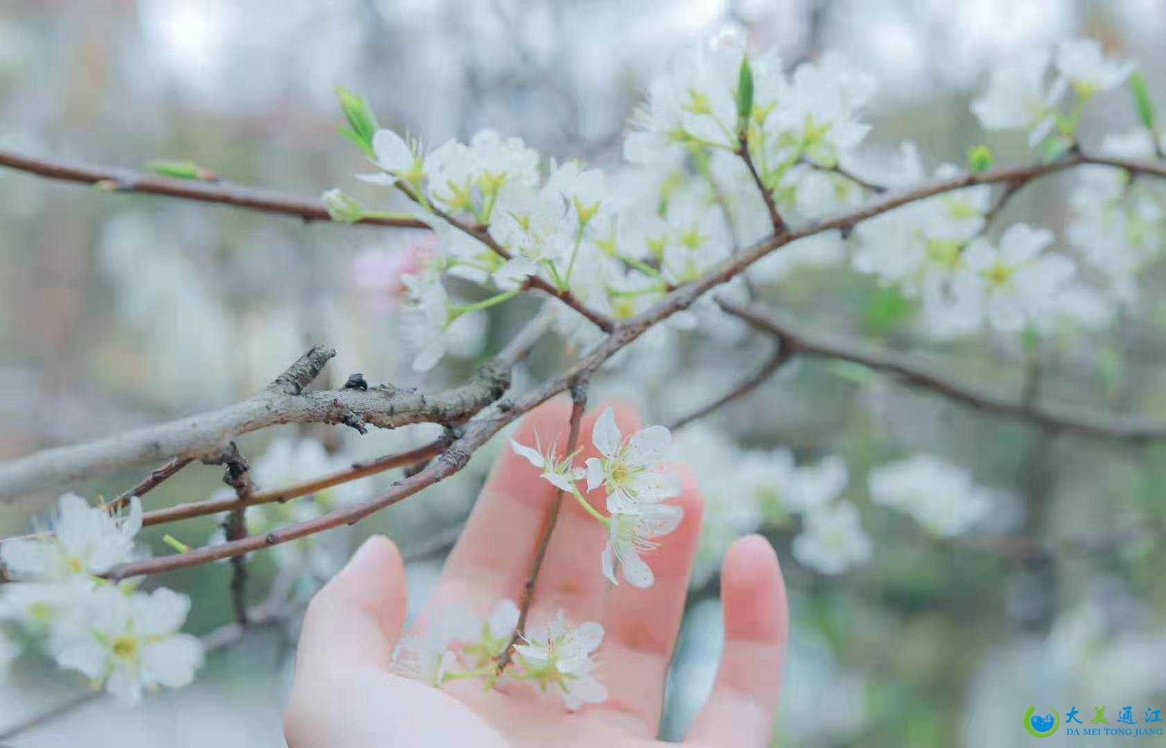 花.jpg
